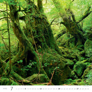 Fotografie k reklamnímu předmětu „Forest 2025- Nástěnný kalendář“