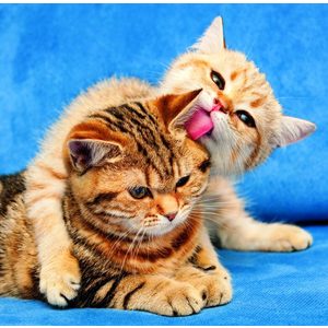 Fotografie k reklamnímu předmětu „Kalendář Cats“