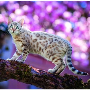 Fotografie k reklamnímu předmětu „Kalendář Cats“