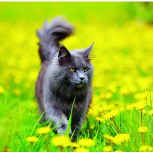 Fotografie k reklamnímu předmětu „Kalendář Cats“