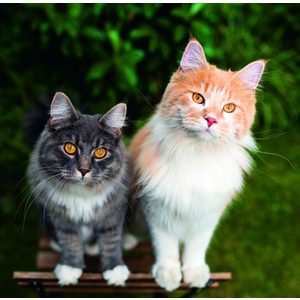 Fotografie k reklamnímu předmětu „Kalendář Cats“