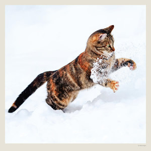 Fotografie k reklamnímu předmětu „Kalendář Cats“