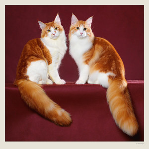 Fotografie k reklamnímu předmětu „Kalendář Cats“