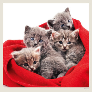 Fotografie k reklamnímu předmětu „Kalendář Cats“