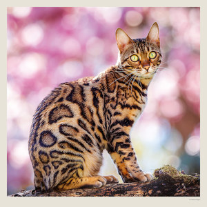 Fotografie k reklamnímu předmětu „Kalendář Cats“