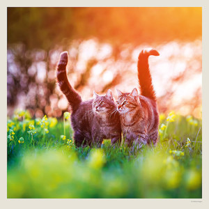 Fotografie k reklamnímu předmětu „Kalendář Cats“