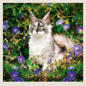 Fotografie k reklamnímu předmětu „Kalendář Cats“