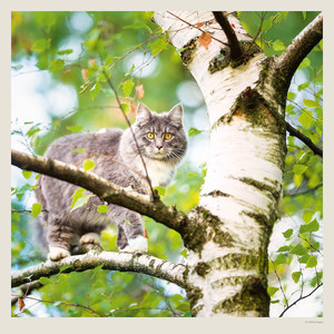Fotografie k reklamnímu předmětu „Kalendář Cats“