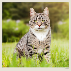Fotografie k reklamnímu předmětu „Kalendář Cats“