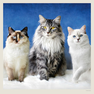 Fotografie k reklamnímu předmětu „Kalendář Cats“