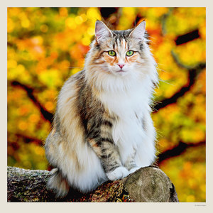 Fotografie k reklamnímu předmětu „Kalendář Cats“