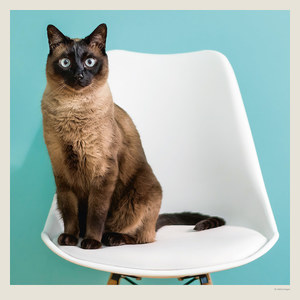 Fotografie k reklamnímu předmětu „Kalendář Cats“