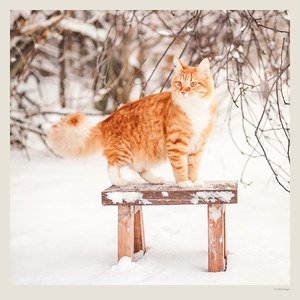 Fotografie k reklamnímu předmětu „Kalendář Cats“