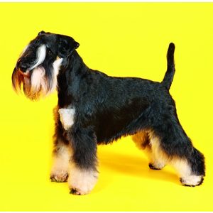 Fotografie k reklamnímu předmětu „Kalendář Dogs“