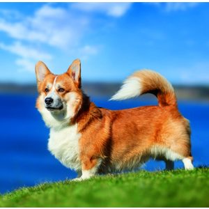 Fotografie k reklamnímu předmětu „Kalendář Dogs“