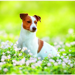 Fotografie k reklamnímu předmětu „Kalendář Dogs“