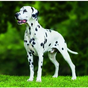 Fotografie k reklamnímu předmětu „Kalendář Dogs“