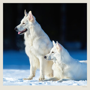 Fotografie k reklamnímu předmětu „Kalendář Dogs“