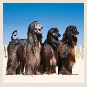 Fotografie k reklamnímu předmětu „Kalendář Dogs“