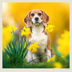 Fotografie k reklamnímu předmětu „Kalendář Dogs“