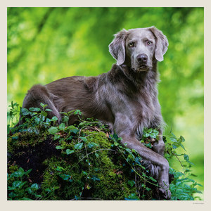 Fotografie k reklamnímu předmětu „Kalendář Dogs“