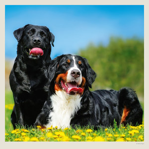 Fotografie k reklamnímu předmětu „Kalendář Dogs“