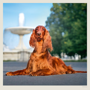 Fotografie k reklamnímu předmětu „Kalendář Dogs“