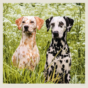 Fotografie k reklamnímu předmětu „Kalendář Dogs“