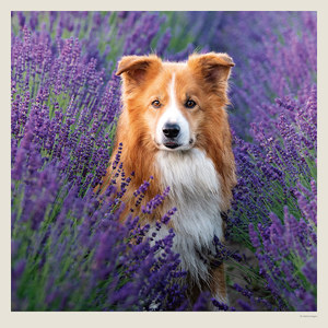 Fotografie k reklamnímu předmětu „Kalendář Dogs“