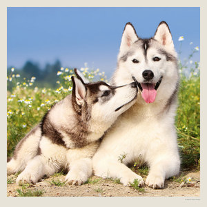 Fotografie k reklamnímu předmětu „Kalendář Dogs“