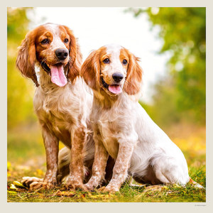 Fotografie k reklamnímu předmětu „Kalendář Dogs“