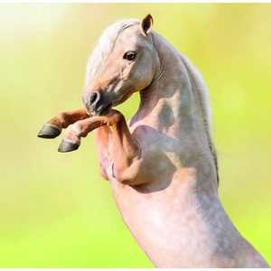 Fotografie k reklamnímu předmětu „Kalendář Horses“