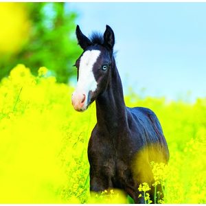 Fotografie k reklamnímu předmětu „Kalendář Horses“