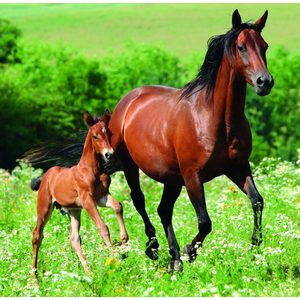Fotografie k reklamnímu předmětu „Kalendář Horses“