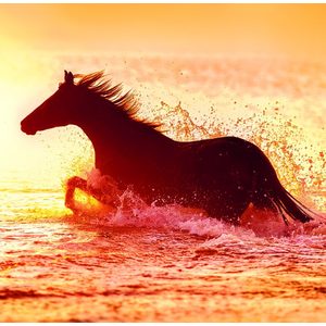 Fotografie k reklamnímu předmětu „Kalendář Horses“