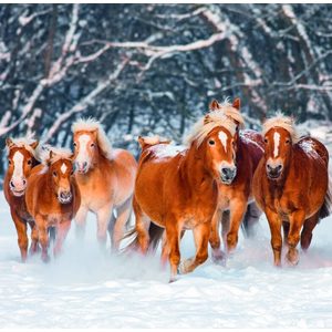 Fotografie k reklamnímu předmětu „Kalendář Horses“