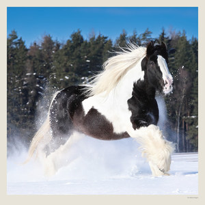 Fotografie k reklamnímu předmětu „Kalendář Horses“