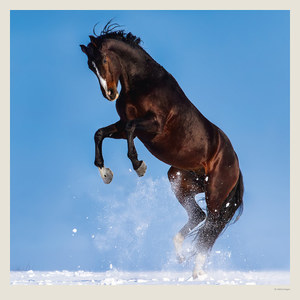 Fotografie k reklamnímu předmětu „Kalendář Horses“
