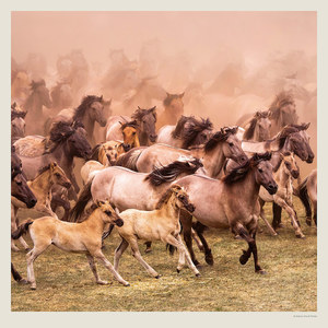 Fotografie k reklamnímu předmětu „Kalendář Horses“