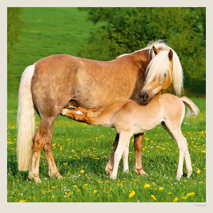 Fotografie k reklamnímu předmětu „Kalendář Horses“
