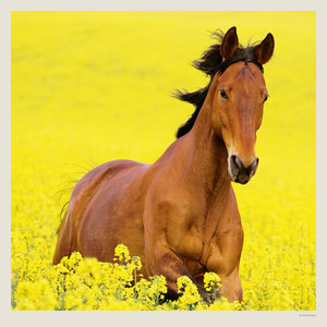 Fotografie k reklamnímu předmětu „Kalendář Horses“