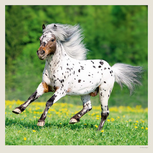 Fotografie k reklamnímu předmětu „Kalendář Horses“
