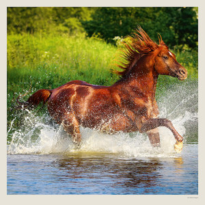 Fotografie k reklamnímu předmětu „Kalendář Horses“