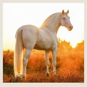 Fotografie k reklamnímu předmětu „Kalendář Horses“