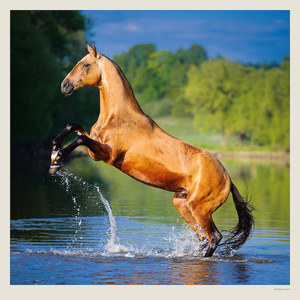 Fotografie k reklamnímu předmětu „Kalendář Horses“