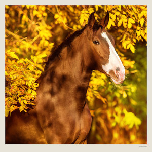 Fotografie k reklamnímu předmětu „Kalendář Horses“