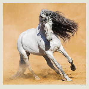 Fotografie k reklamnímu předmětu „Kalendář Horses“
