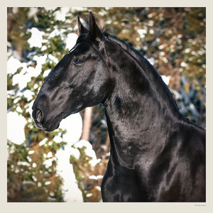 Fotografie k reklamnímu předmětu „Kalendář Horses“