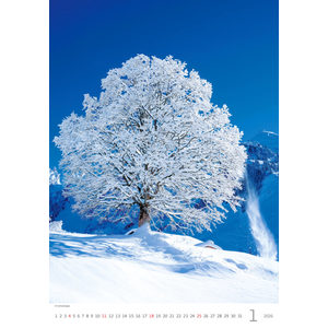 Fotografie k reklamnímu předmětu „Kalendář Stromy“