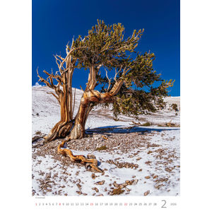 Fotografie k reklamnímu předmětu „Kalendář Stromy“